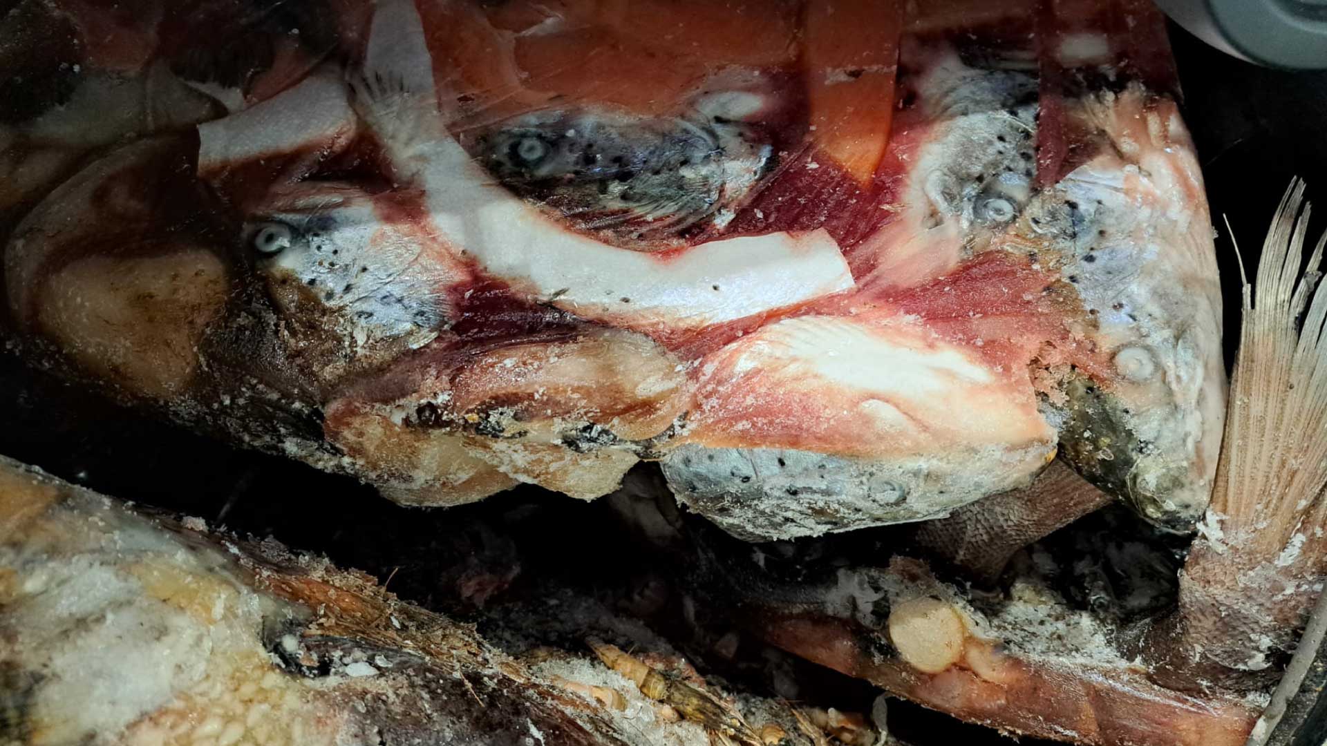 alimentare_in_2